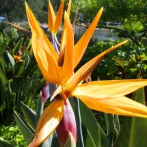 hawaii-77637_1280
